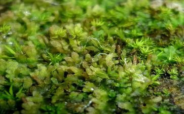 苔读后感800字模板7篇
