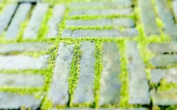 《苔丝》读后感7篇