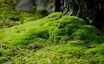 苔的读后感500字优秀8篇
