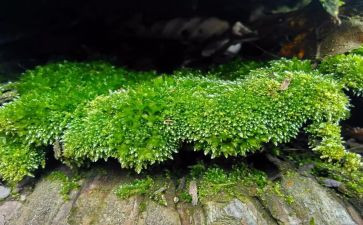 苔的读后感500字模板5篇