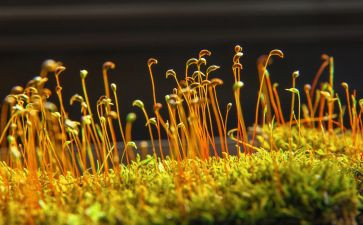 苔读后感600字精选5篇