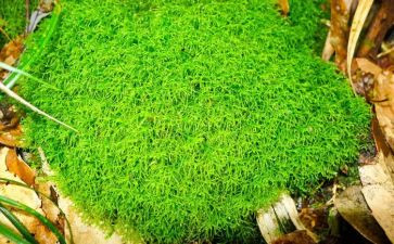苔的读后感500字推荐7篇