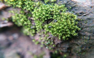 苔读后感600字6篇