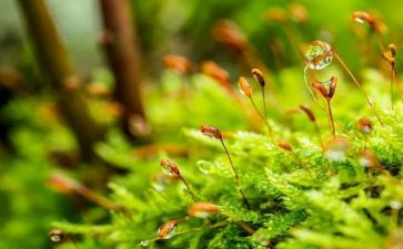 苔的读后感500字6篇