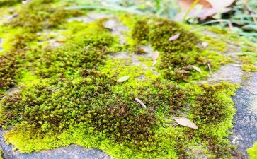苔读后感800字优秀7篇