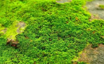 苔读后感600字参考6篇