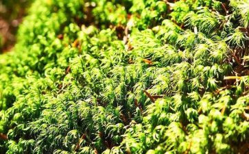 苔的读后感作文800字模板7篇