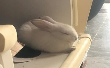 中班小兔子教案8篇