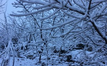 下雪天作文7篇