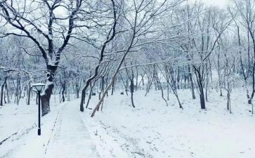 下雪了作文350字8篇