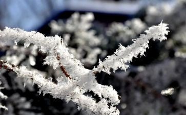 四年级雪的教案参考8篇