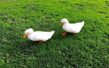 丑小鸭心得体会推荐8篇
