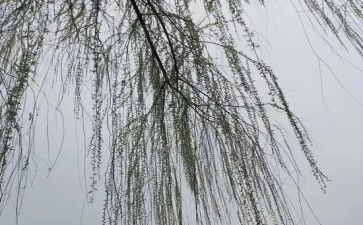 杨柳作文6篇