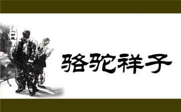 样子为作文5篇