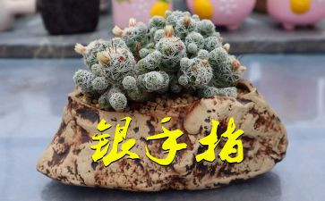 2022小学生开学演讲稿5篇