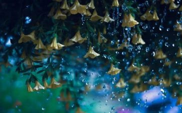 幼儿园秋天的雨教案参考7篇