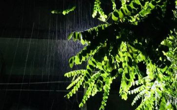 识字雨的教案最新8篇