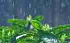 雨的作文200字模板8篇