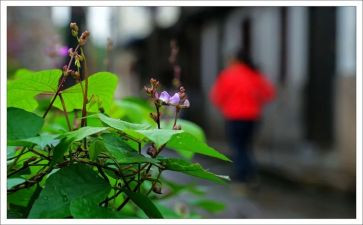 描写雨后的彩虹作文7篇