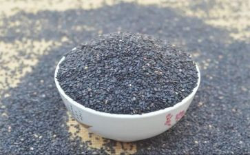 小芝麻的读后感7篇