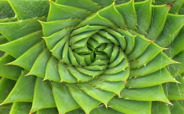 我和植物的故事作文7篇