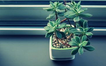 《我最爱的植物》作文5篇