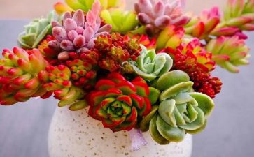 小学生植物作文8篇