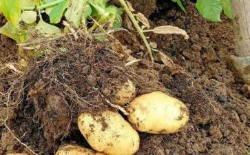 一年级分与合教案模板7篇
