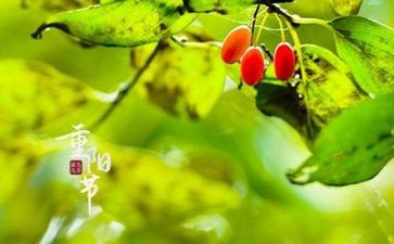 重阳节作文500字作文8篇