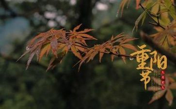 重阳节社区活动的方案策划7篇