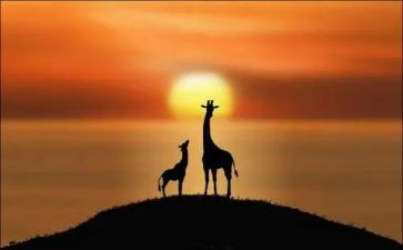 追寻梦想的作文6篇